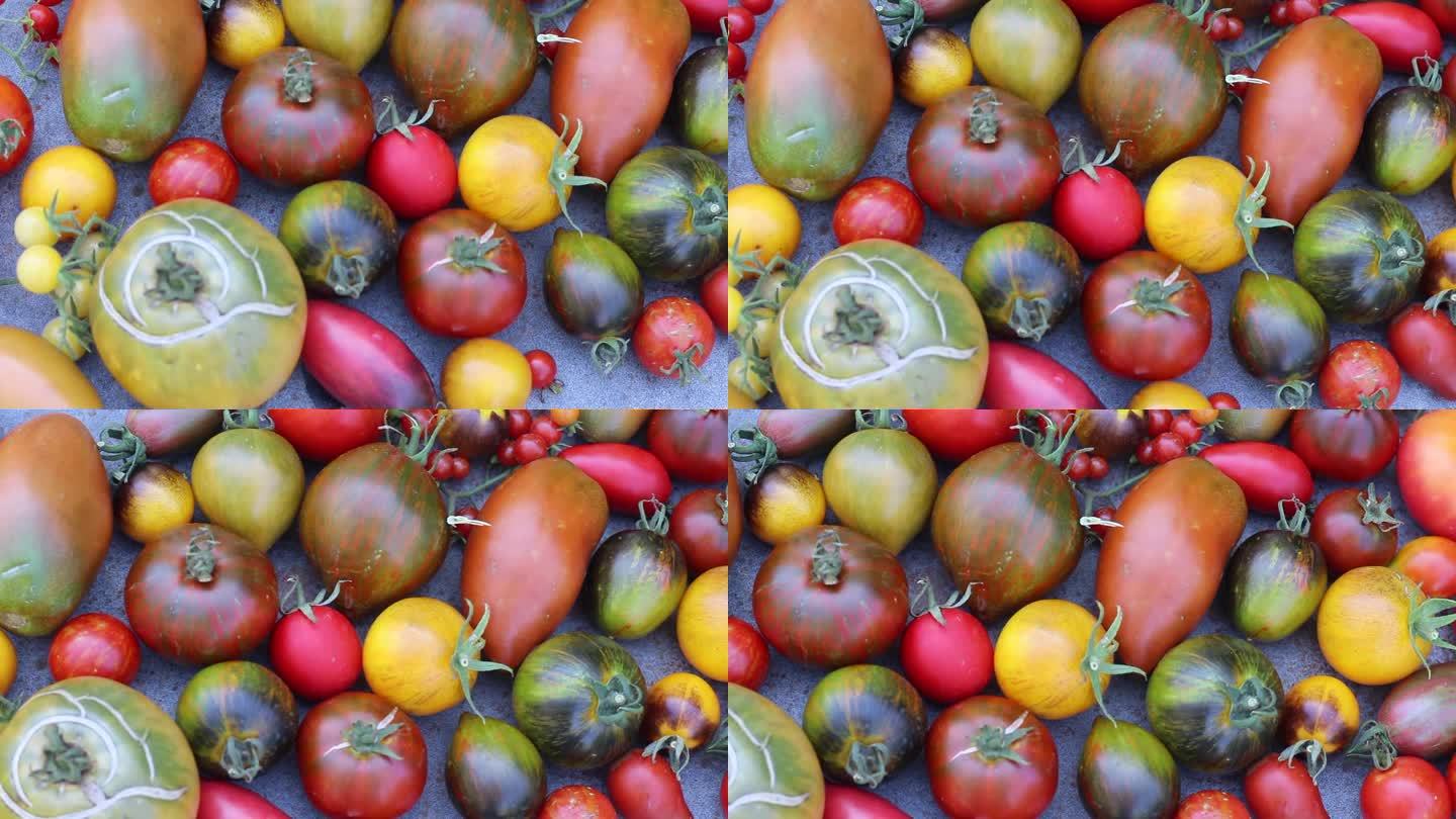 彩色有机番茄近俯视图，番茄作物