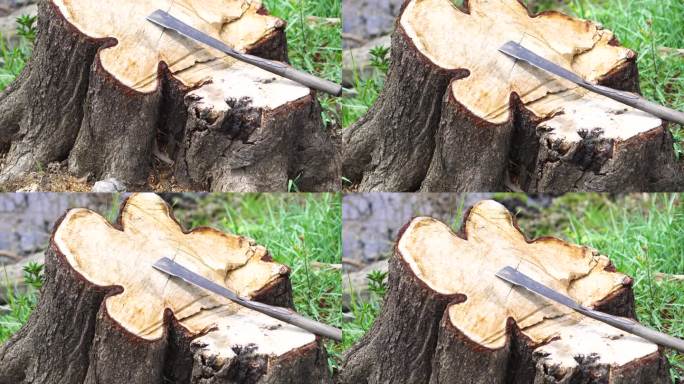 树桩,伐木乱砍树乱伐伐木工树桩
