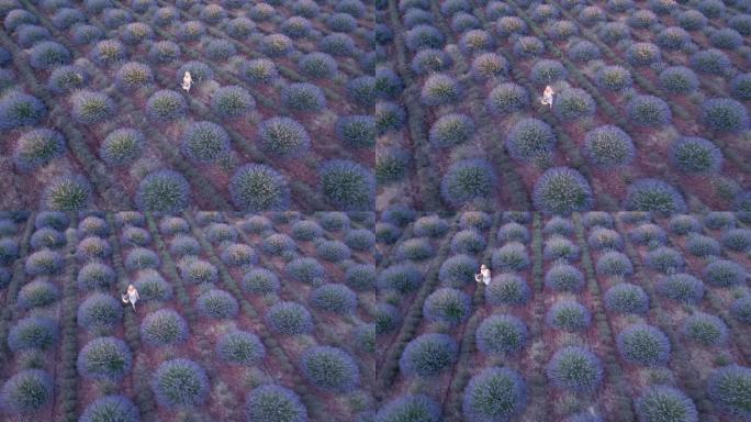 无人机拍摄的身穿白色连衣裙的美丽女子走在紫色薰衣草花丛中