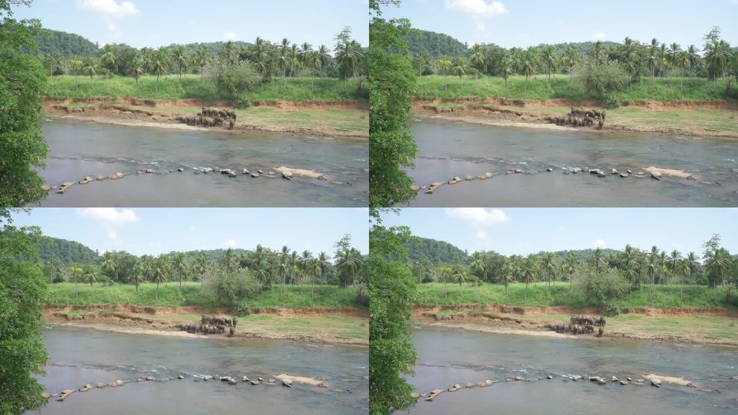 一群年轻的大象在宽阔的河岸上与炎热的温度作斗争。斯里兰卡象是亚洲象的亚种。平纳瓦拉大象孤儿院的4K镜