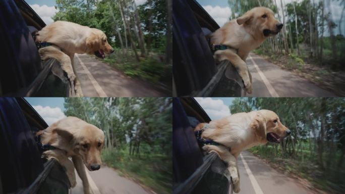 金毛寻回犬享受汽车之旅。