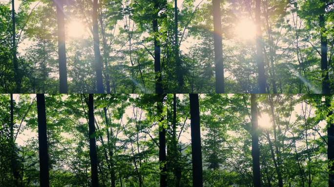 阳光透过绿树叶缝阳光普照绿色春天夏日树林