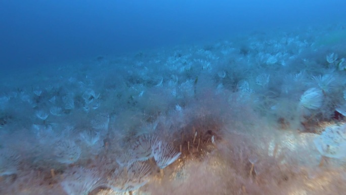 POV -水下深处-许多海虫靠近相机