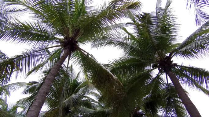 越南潘铁市美奈海滩花园里的椰子树