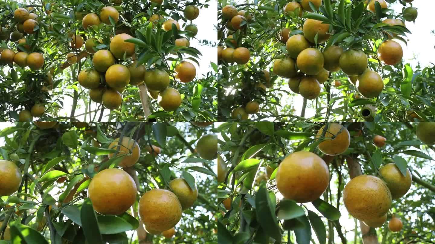位于泰国清迈省湄艾区的Som Preecha-Fang 1991有限公司的橙子园Sai Nam Ph