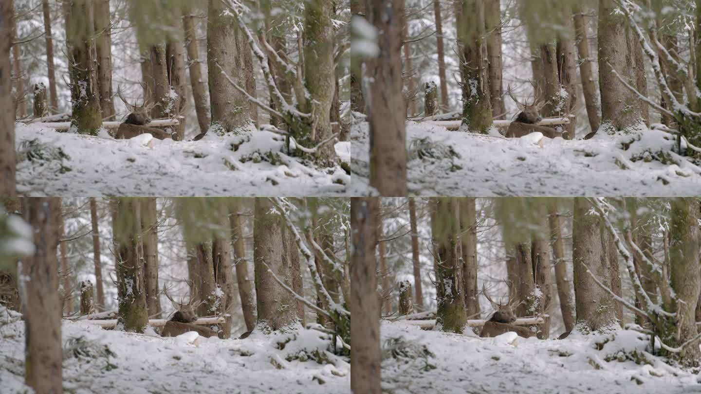 鹿站在白雪皑皑的森林里