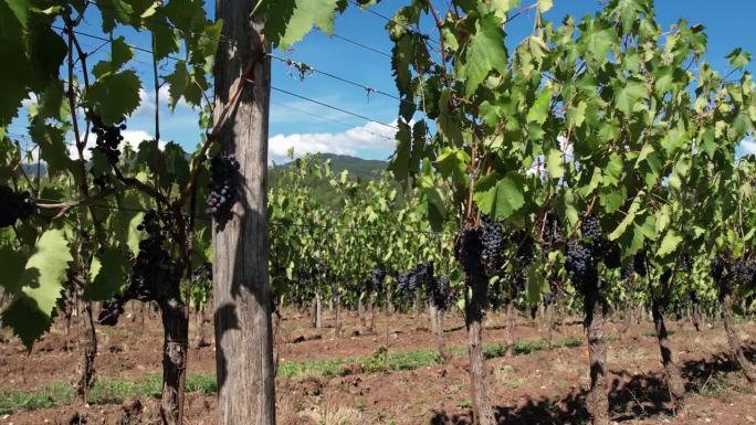 收获前，一串串的黑葡萄挂在葡萄园上。靠近Pontassieve的经典基安蒂酒区。意大利托斯卡纳