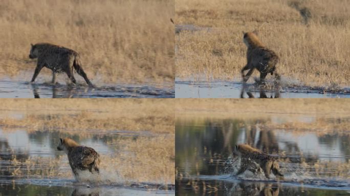 斑点鬣狗跑进水里斑点鬣狗跑进水里