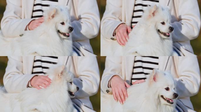 白色毛茸茸的狗喜欢女人的照顾和抚摸