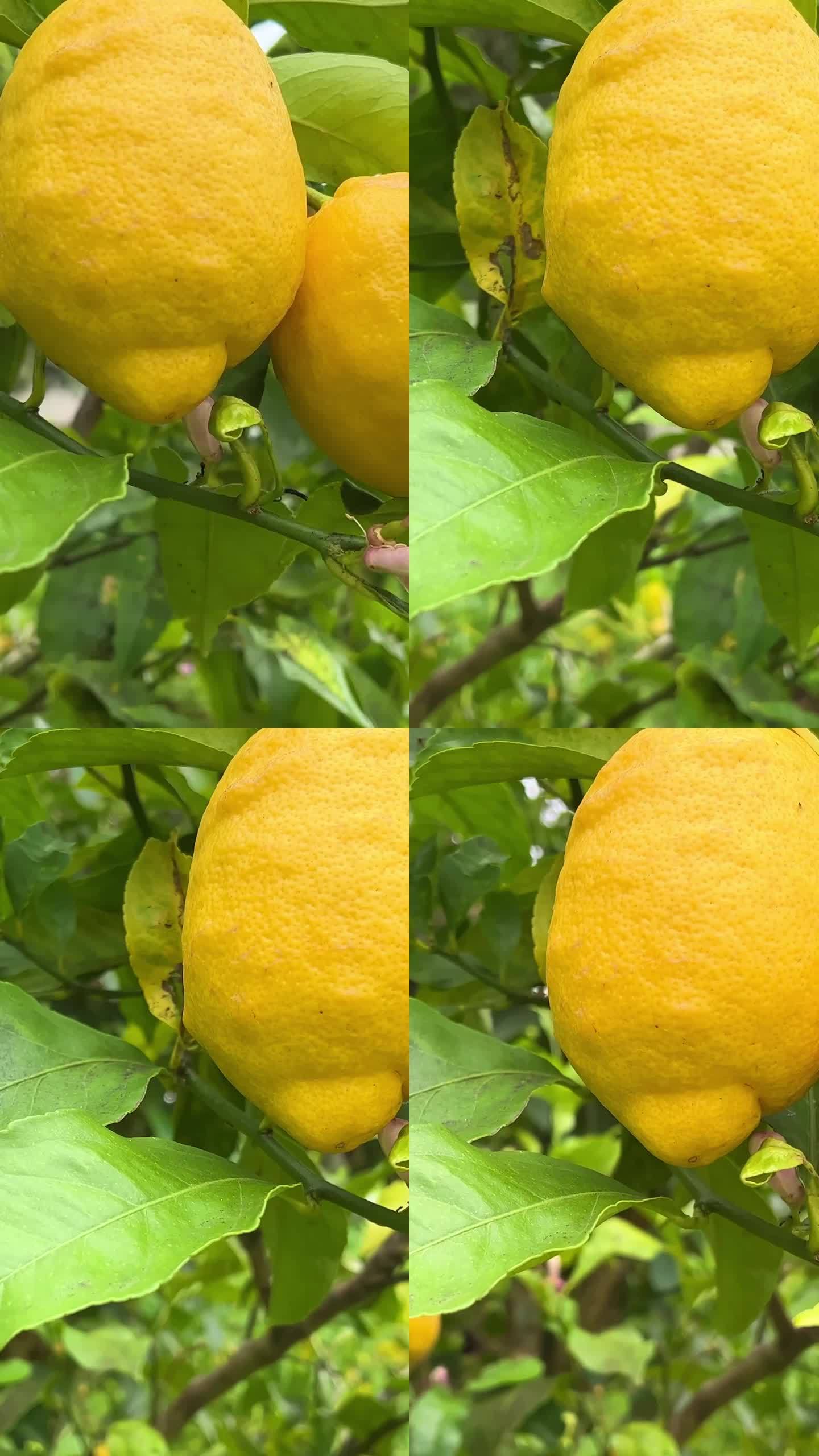 两个大柠檬挂在一根树枝上，镜头围绕着慢镜头旋转