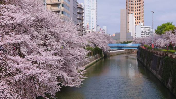 东京目黑河沿岸樱花盛开