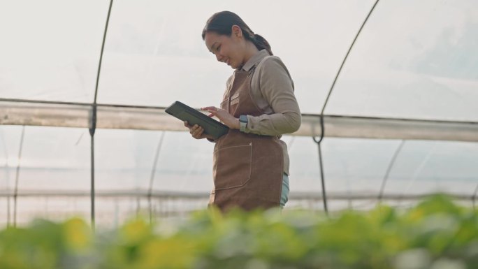 农民在蔬菜农场使用数字平板电脑，通过科学技术控制有机智能农场，实现智能农业