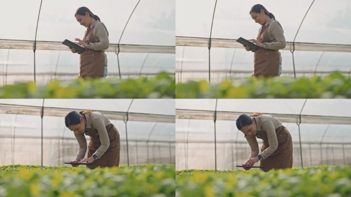 农民在蔬菜农场使用数字平板电脑，通过科学技术控制有机智能农场，实现智能农业