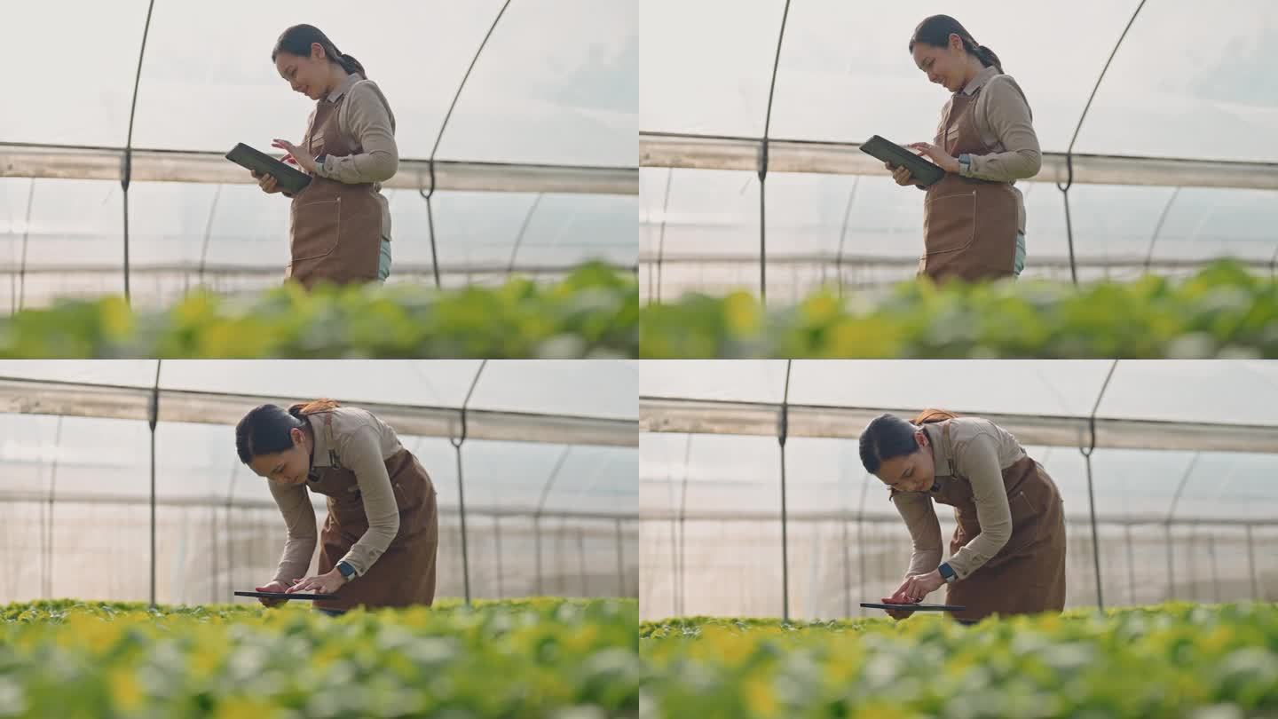 农民在蔬菜农场使用数字平板电脑，通过科学技术控制有机智能农场，实现智能农业