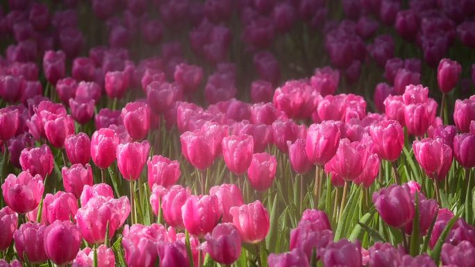 粉红色的郁金香花盛开在花园里，美丽的慢动作风景