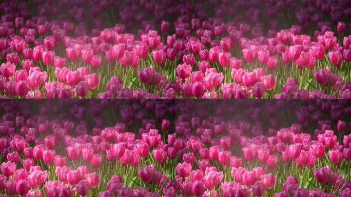 粉红色的郁金香花盛开在花园里，美丽的慢动作风景