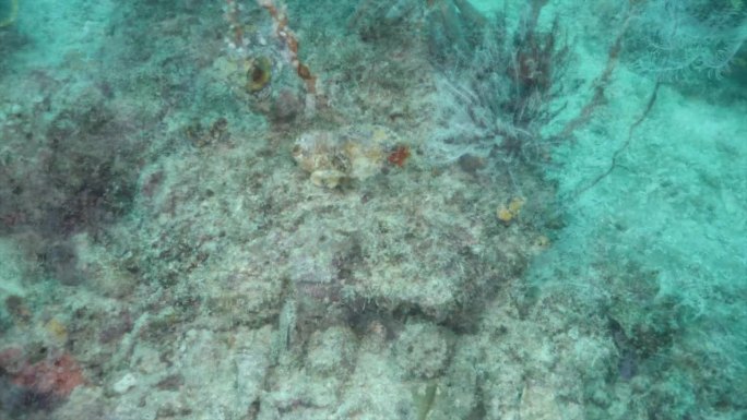 两只在卡帕莱珊瑚礁上被发现的蛙鱼/琵琶鱼
