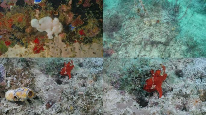 两只在卡帕莱珊瑚礁上被发现的蛙鱼/琵琶鱼