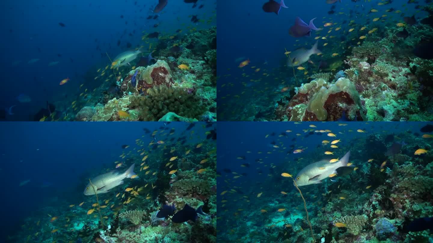 水下珊瑚礁上各种鱼类的混合。