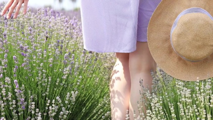 薰衣草。在一个阳光明媚的夏日，一个女孩走过一片盛开的薰衣草田