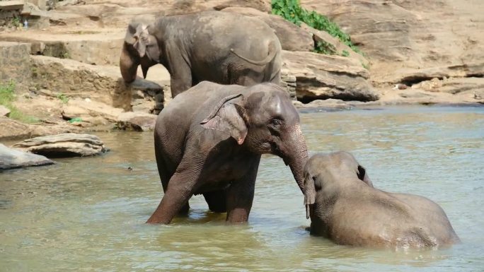 两只大象在河水中沐浴，温柔地抚摸着对方。异国情调的镜头，野生动物，斯里兰卡的动物群，濒危动物或爱情概
