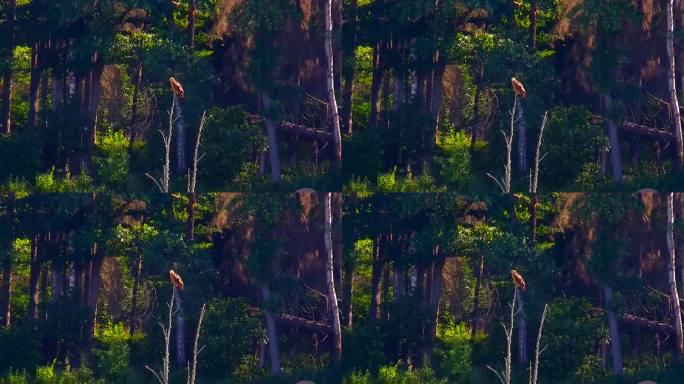 波兰比亚沃维耶扎森林中等待猎物的小斑鹰