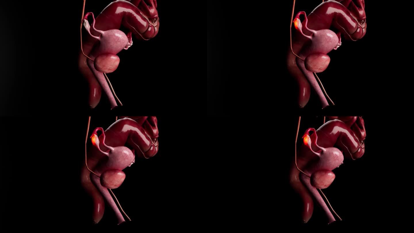 女性生殖系统解剖医学概念3d动画