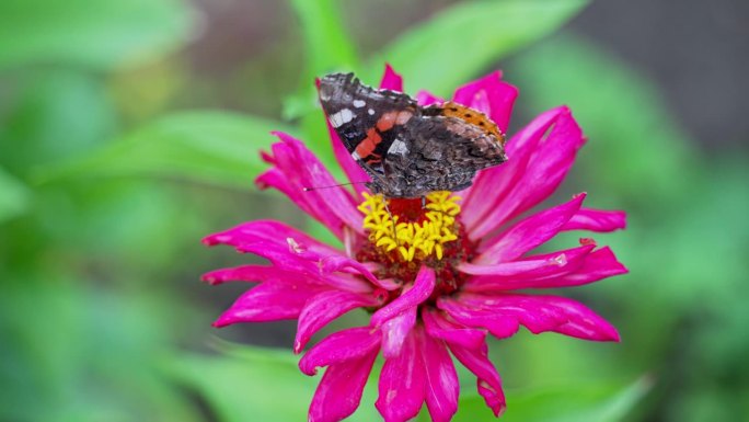 蝴蝶坐在一朵鲜艳的花上，扇动翅膀采集花蜜。