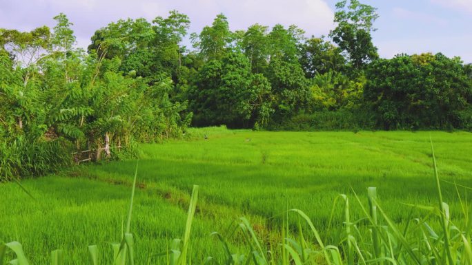 斯里兰卡，孔雀漫步在绿色的稻田里。遥远的视图。