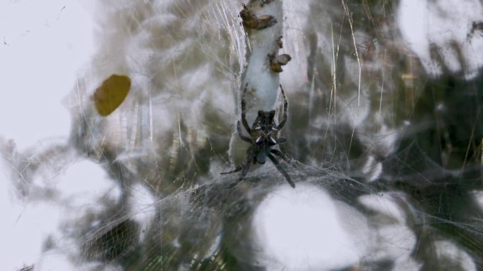 蜘蛛网和帐篷蜘蛛上方的保护茧