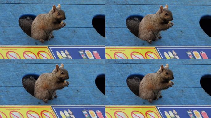 东方灰松鼠——坐在垃圾桶的洞里吃东西