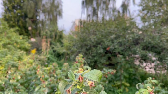 美丽的红树莓在灌木上