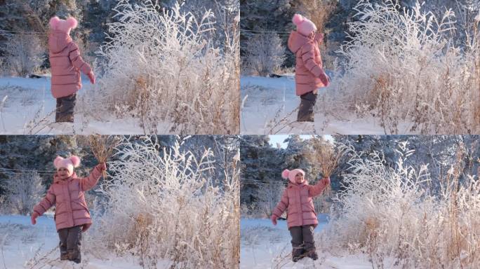开朗的小女孩在阳光明媚的冬日里采摘干草。她走在积雪覆盖的树木之间的厚厚的积雪中。新年假期。令人难以置