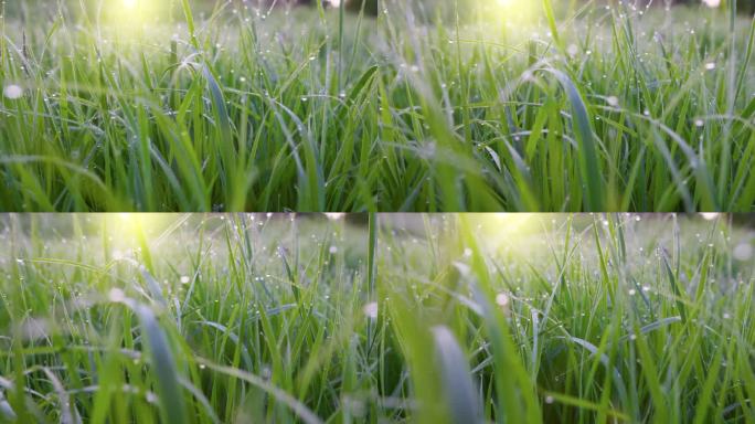 日出时，鲜绿的草地上有水珠。晨水露珠落在生机勃勃的绿草上。镜头在草地上潮湿的绿草叶之间移动。替身拍摄