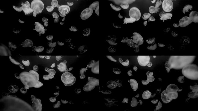 水中的水母群水中的水母群