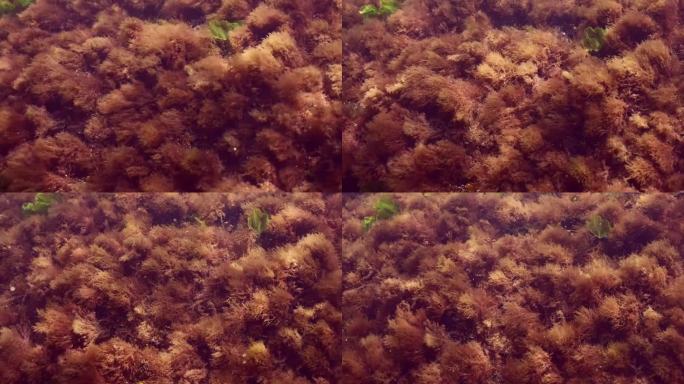 岩礁上覆盖着苔藓藻，慢镜头