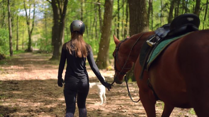 苗条的年轻女子在阳光下走在森林里拉着优雅的马的缰绳的背影跟踪镜头。现场摄像机跟随高加索骑手与种马在阳