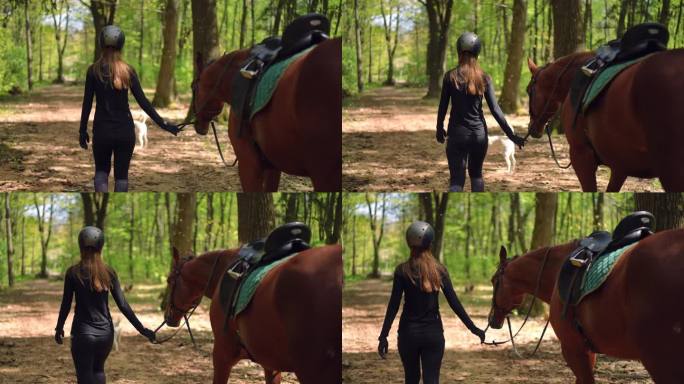 苗条的年轻女子在阳光下走在森林里拉着优雅的马的缰绳的背影跟踪镜头。现场摄像机跟随高加索骑手与种马在阳