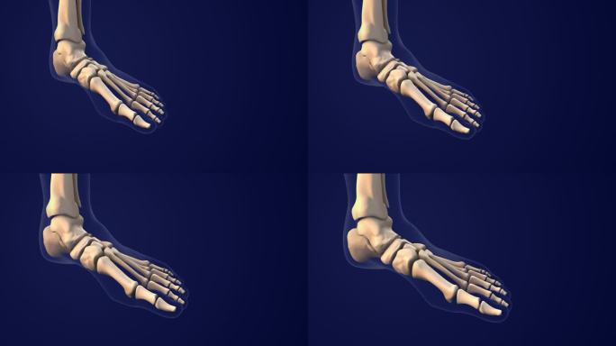 人类脚的骨骼系统三维模拟动画ct扫描