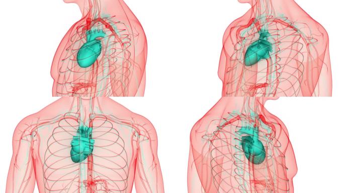 人体循环系统心脏跳动解剖动画概念
