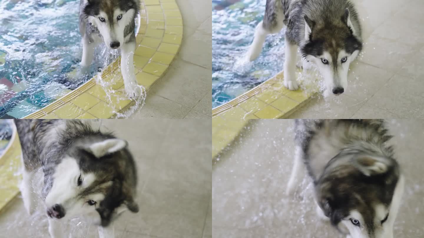 西伯利亚哈士奇在水中玩耍结束后走出游泳池的特写镜头