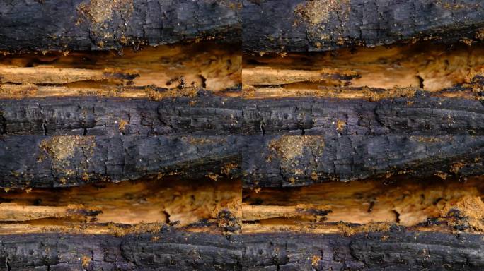 黑蚂蚁在腐烂的木头上