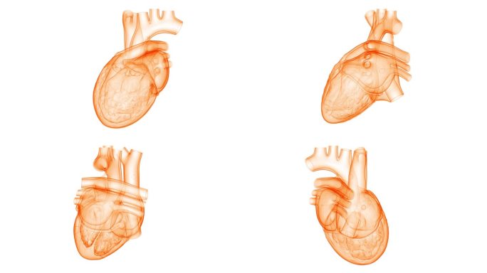 人体循环系统心脏跳动解剖动画概念