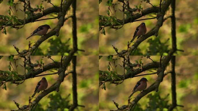 一种雄苍头燕雀，或简称为苍头燕雀(苍头燕雀属)，栖息在老橡树的树枝上