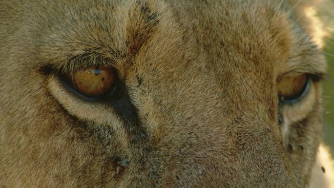 母狮的特写镜头。微距镜头详述的眼睛，皮毛，和寄生蝇