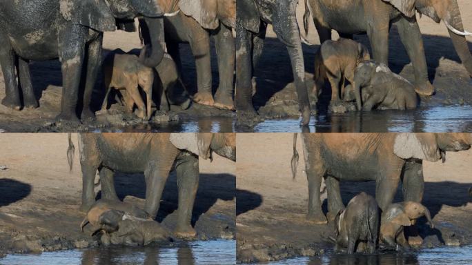 特写镜头。两只可爱的小象在水坑边玩耍，它们的妈妈在喝水