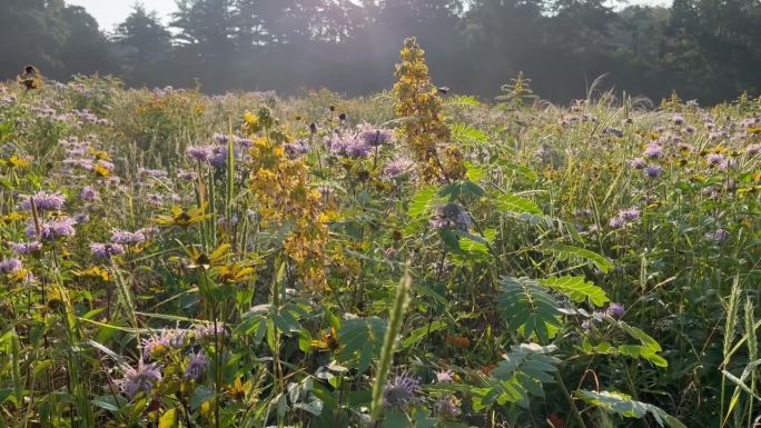 野生番泻草上的蜜蜂