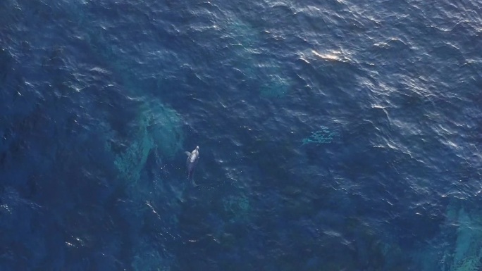 海豚在浅水中进食和浮出水面