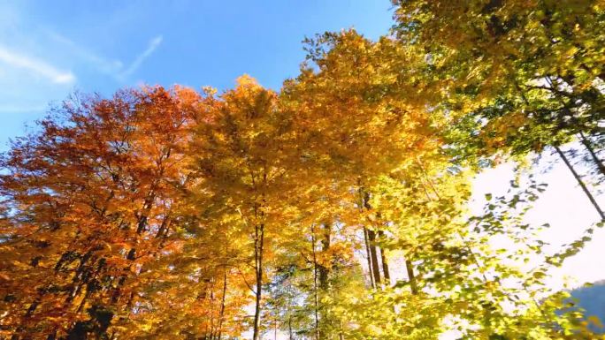 在一个阳光明媚的秋日里，五彩缤纷的森林