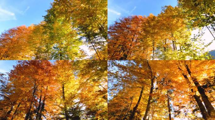 在一个阳光明媚的秋日里，五彩缤纷的森林